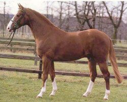 stallion For Pleasure (Hanoverian, 1986, from Furioso II)