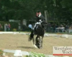 dressage horse Sir Peter 6 (Westphalian, 2005, from Sir Donnerhall I)