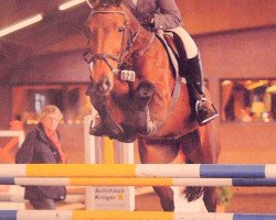 broodmare Calypso's Girl (Hanoverian, 1996, from Calypso II)