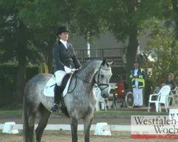 dressage horse Silbermond 14 (Westphalian, 2005, from Sibirian Express)