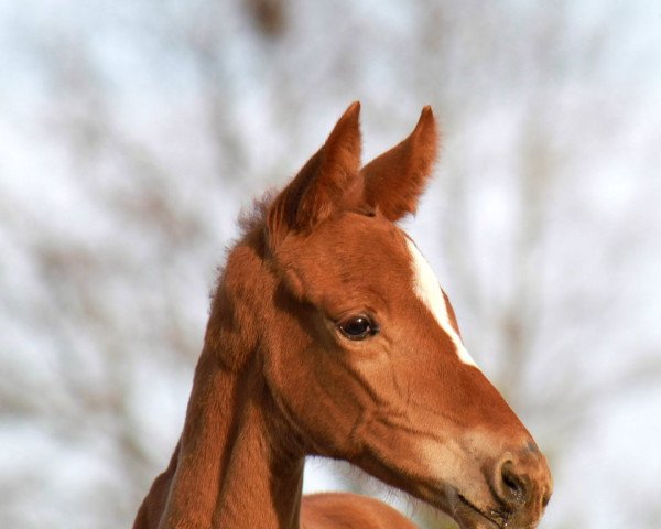 dressage horse Valera (Hanoverian, 2022, from Va' Pensiero)