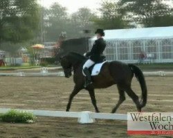 dressage horse Don Davinjo (Hanoverian, 2006, from Diamond Hit)