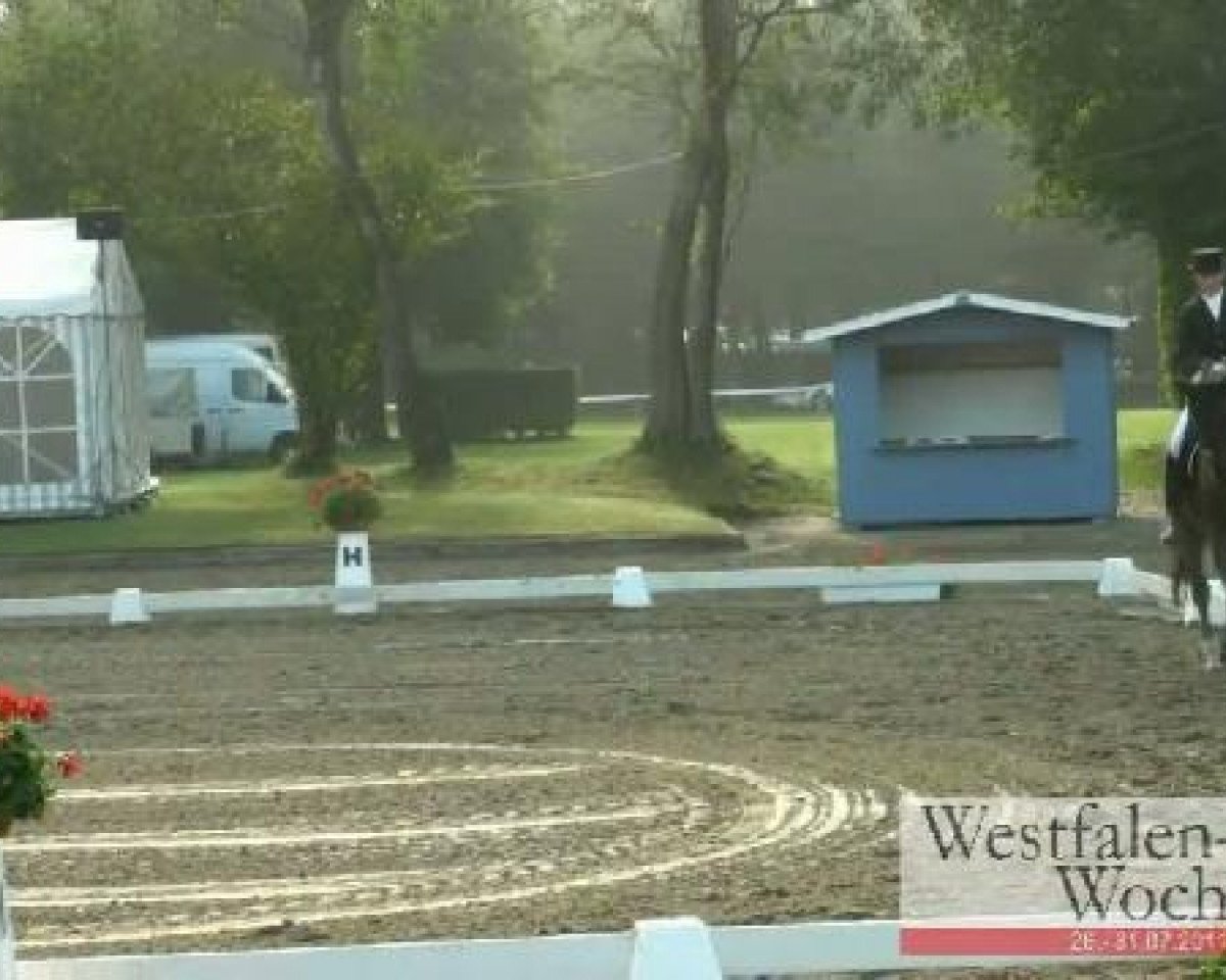 dressage horse Sir Toby 24 (Westphalian, 2006, from Sir Donnerhall I)