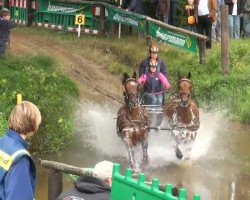 jumper Trento N (KWPN (Royal Dutch Sporthorse), 2000, from Gribaldi)