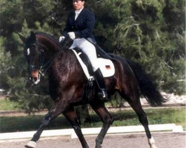 horse Farallon (Westphalian, 1992, from Frederiko)