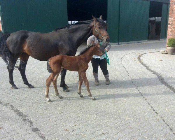 broodmare Laurina (Westphalian, 2011, from Light On OLD)