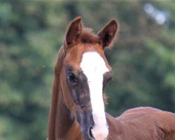 Springpferd Katalina (Hannoveraner, 2022, von Kataro)