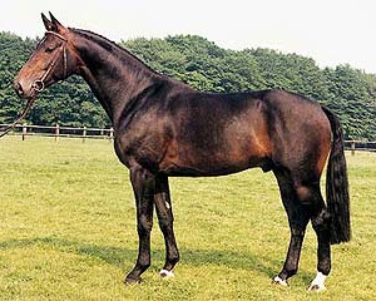 Deckhengst Mon Chèri (Hannoveraner, 1985, von Matcho AA)