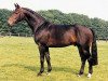 stallion Mon Chèri (Hanoverian, 1985, from Matcho AA)