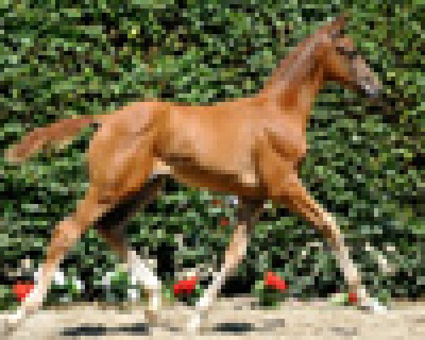 dressage horse Romanovs Deal (Westphalian, 2011, from Glock's Romanov)