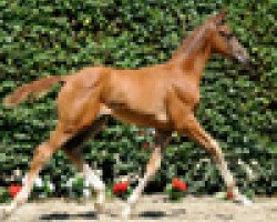 dressage horse Romanovs Deal (Westphalian, 2011, from Glock's Romanov)