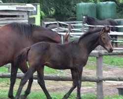 dressage horse In Your Mind (Hanoverian, 2022, from In My Mind NRW)