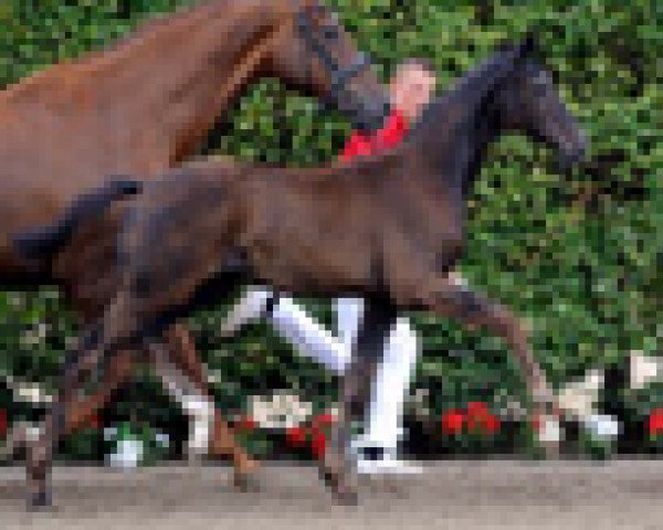dressage horse Best Before Ending (Westphalian, 2011, from Bretton Woods)
