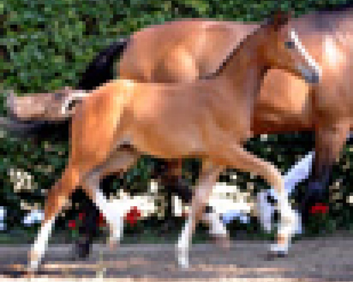 horse Chelsea V (Westphalian, 2011, from Clinton)