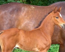 dressage horse Tintoretto (Hanoverian, 2022, from Tik Tok 4)