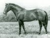 stallion Greif (Trakehner, 1967, from Drusus)