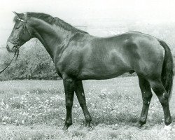 stallion Greif 1278 (Trakehner, 1967, from Drusus 2482)