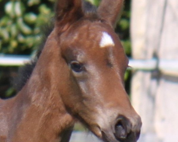 dressage horse Va' Danciero (Hanoverian, 2022, from Va' Pensiero)