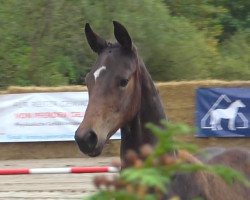 dressage horse Indiana Jones (Hanoverian, 2021, from In My Mind NRW)