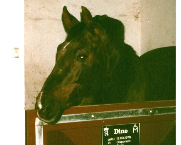 stallion Dino 3427 (Thuringia, 1979, from Disponent)