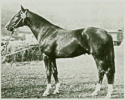 stallion Dispatcher 3366 (Mecklenburg, 1973, from Disponent 3310)