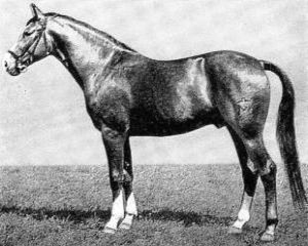 horse Disponent (Mecklenburg, 1968, from Dingo II)