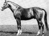 stallion Disponent (Mecklenburg, 1968, from Dingo II)