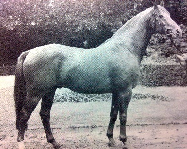stallion Picasso (Westphalian, 1969, from Pilatus)