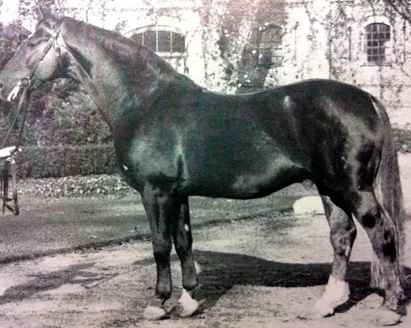 stallion Ducker (Hanoverian, 1953, from Duellant)