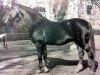 stallion Ducker (Hanoverian, 1953, from Duellant)