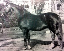 stallion Ducker (Hanoverian, 1953, from Duellant 3586)