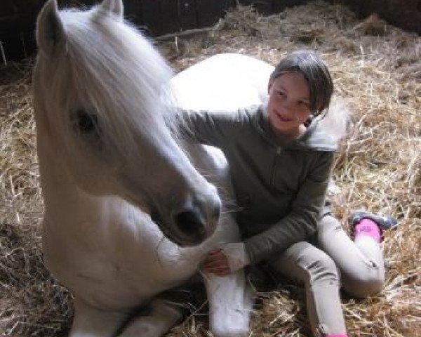 Pferd Tannenhof's Galvin (Welsh Pony (Sek.B), 1989, von Seaholm Gigolo)