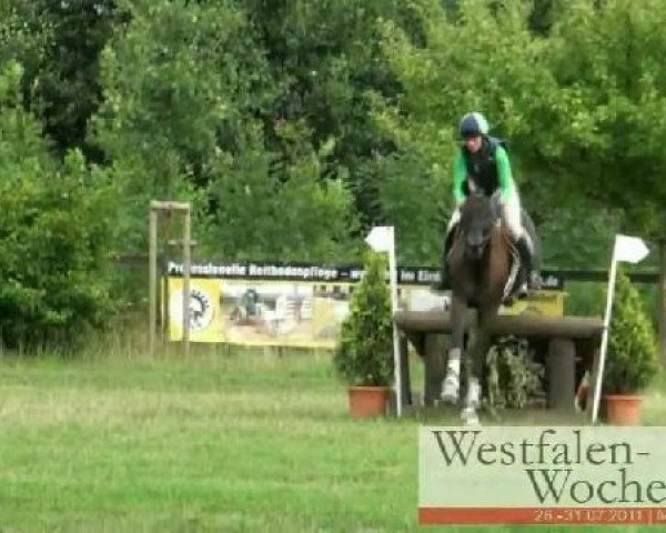 eventing horse Cortez 59 (Westphalian, 2006, from Collin L)