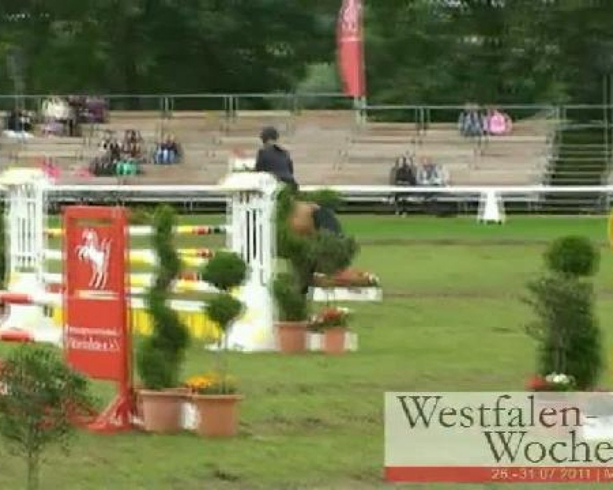 jumper Pico 212 (German Riding Pony, 2005, from Principal Boy)