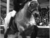 stallion Nippes I (Westphalian Draughthorse, 1973, from Nahkampf I)