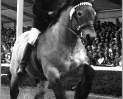 stallion Nippes I (Westphalian Draughthorse, 1973, from Nahkampf I)