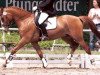 dressage horse Se.M. Don Giovanni (German Riding Pony, 2002, from FS Don't Worry)