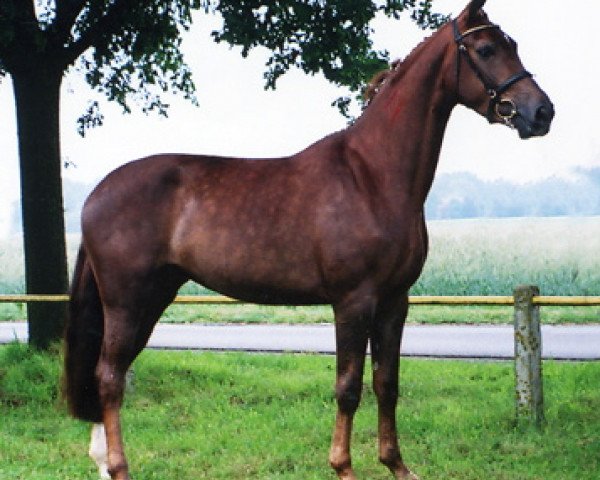 broodmare Florina (Westphalian, 2005, from Florestan I)