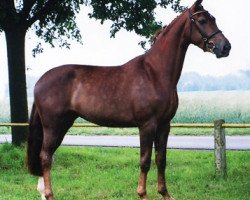 broodmare Florina (Westphalian, 2005, from Florestan I)