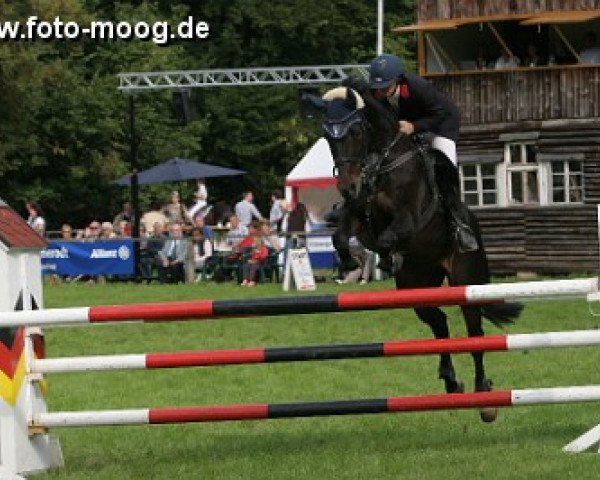 Pferd Rüschi (Sachse, 1993, von Rosenthal)