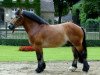 stallion Ed Oskar (Rhenish-German Cold-Blood, 2002, from Eberhard)