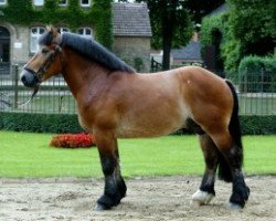 stallion Ed Oskar (Rhenish-German Cold-Blood, 2002, from Eberhard)