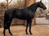 stallion Akitos xx (Thoroughbred, 1981, from Green Dancer xx)