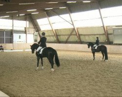 dressage horse Jazz Diamond (Westphalian, 2006, from Jazz Rubin)