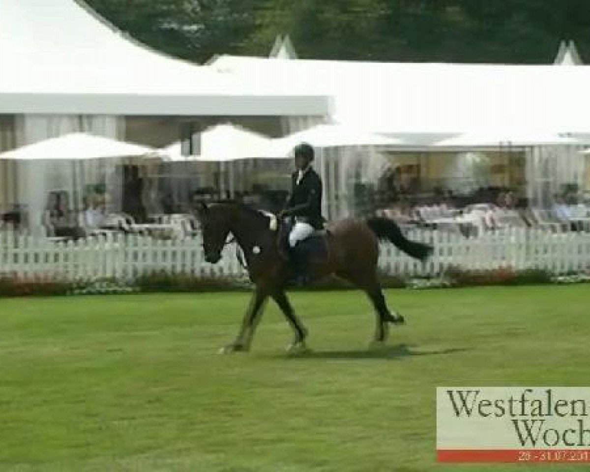 jumper Carl Gustav 5 (Westphalian, 2007, from Godolphin)
