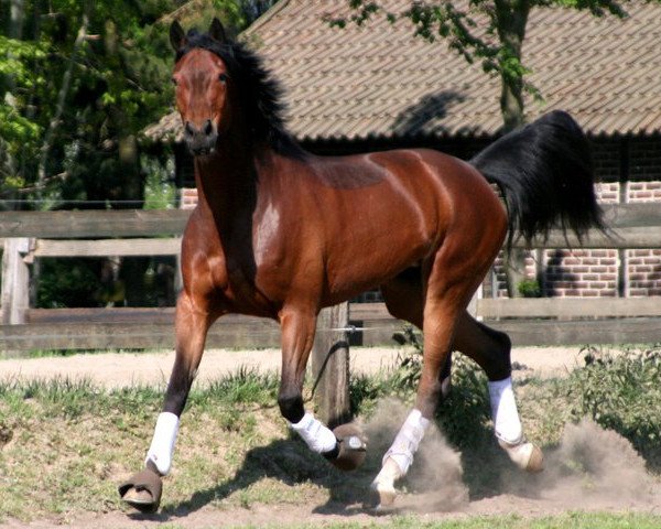 broodmare Hermine (Hanoverian, 2004, from His Highness)