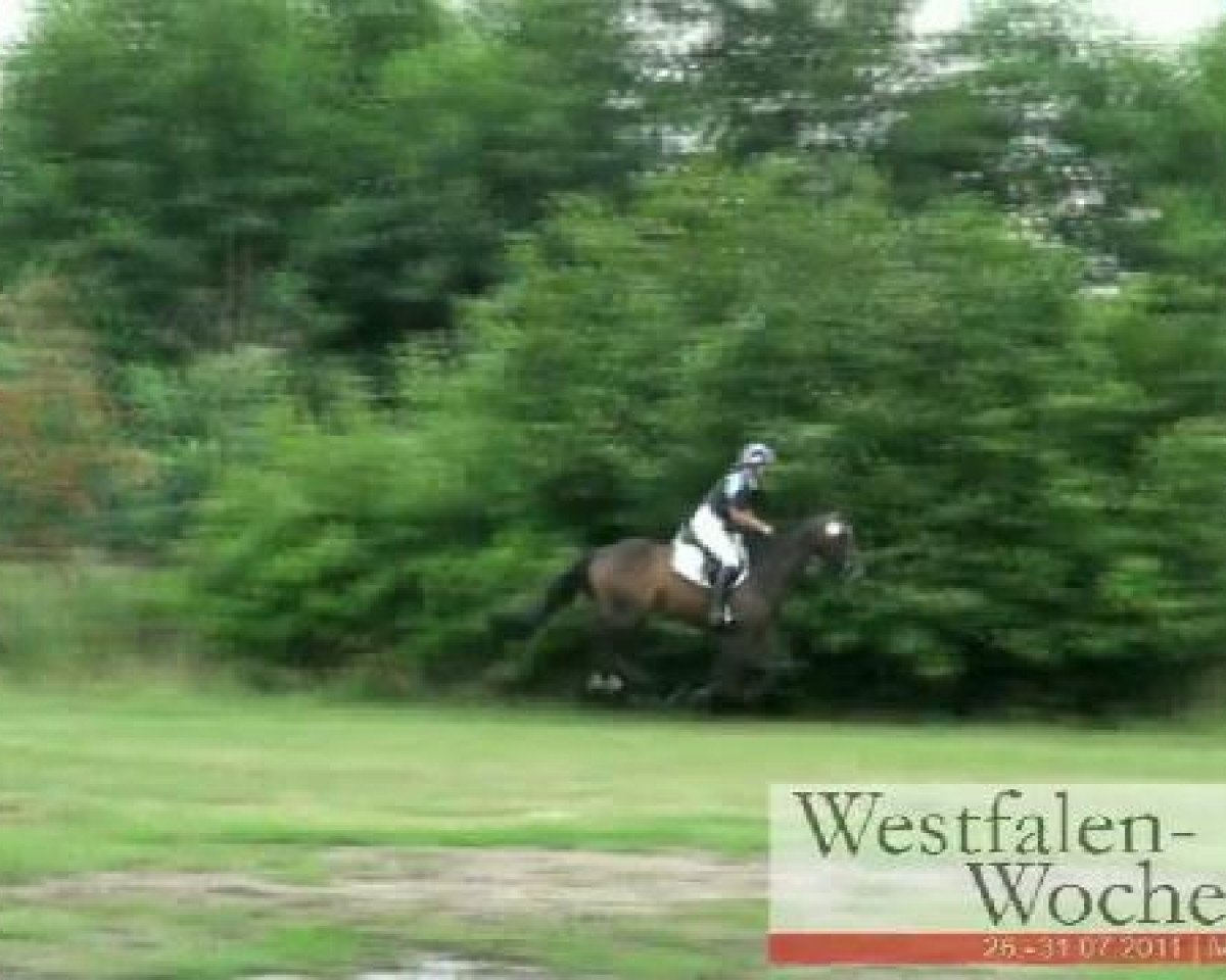 jumper Sam B. (Hanoverian, 2005, from Stakkato)