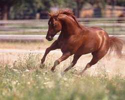 Deckhengst Nics Peppy Train (Quarter Horse, 1996, von Dual Peppy)