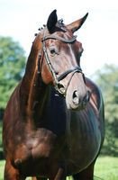 broodmare Donna Gracia (Westphalian, 2002, from Donnerschwee)