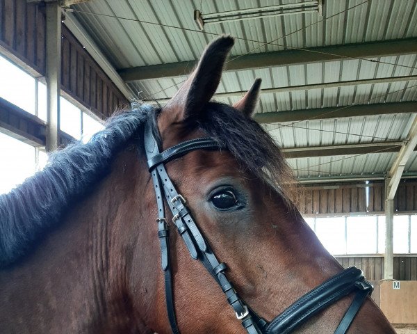 dressage horse Delano (German Riding Pony, 2018, from D-Power AT)